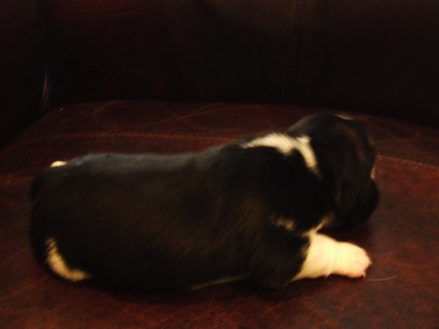 Ebony - back view.jpeg